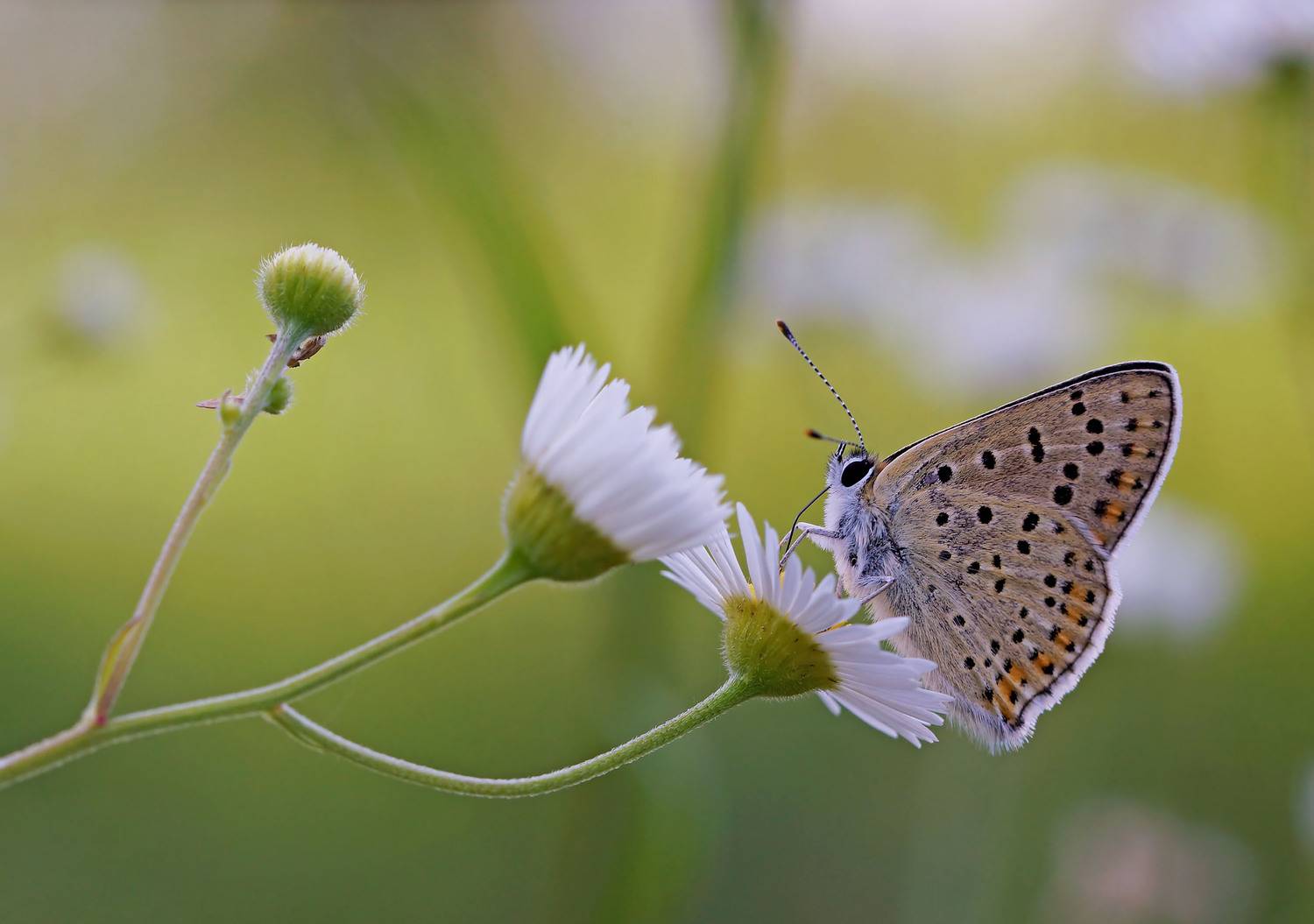 Бабочка, голубянка, Чепленко Алексей