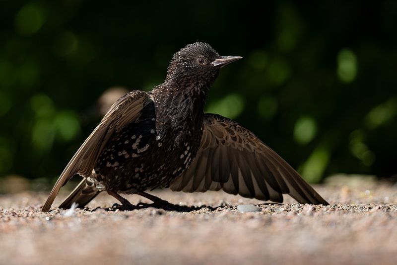 солнцевание, скворец, птицы Солнцевание фото превью