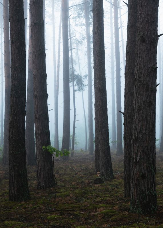 Июльским утром фото превью