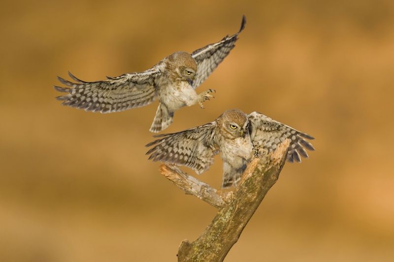 Little owls 