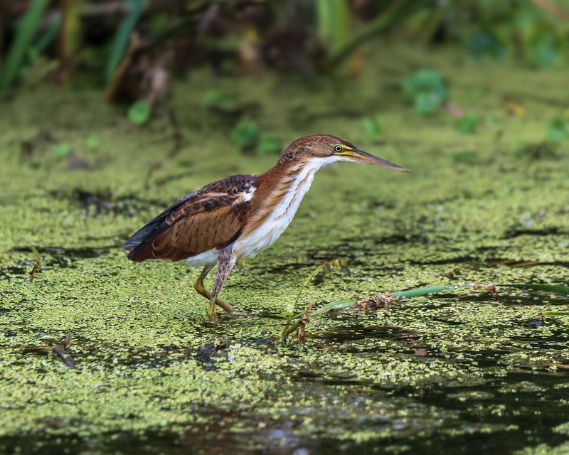 Карликовая цапля фото превью