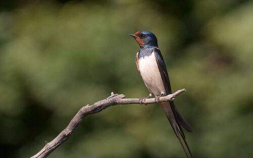 Деревенская ласточка