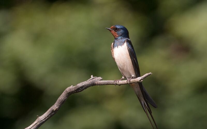 деревенская ласточка,птицы, лето, birds, wildlife, barn swallow Деревенская ласточка фото превью