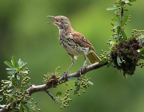 Juvenile,Brown Thrasher - Коричневый пересмешник