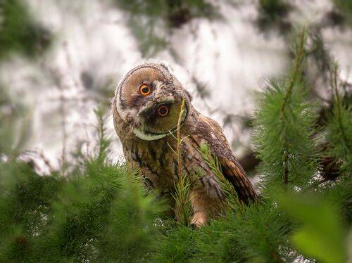 Любопытный..