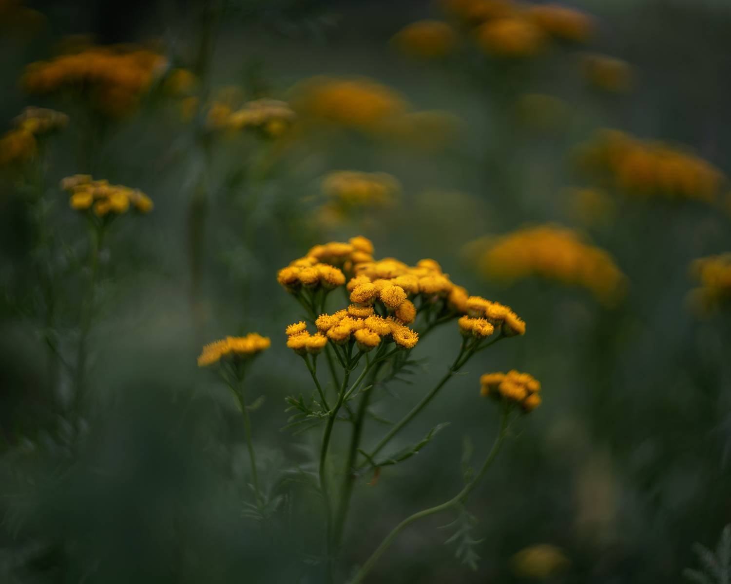 пижма, цветы, природа, Людмила Завьялова