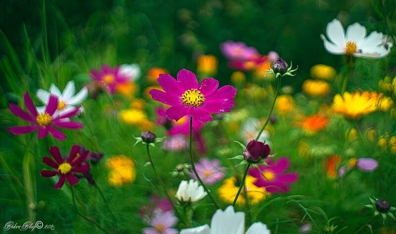 Июль... фото превью