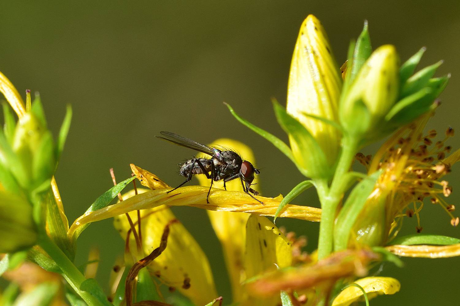 , Корнейчук Игорь