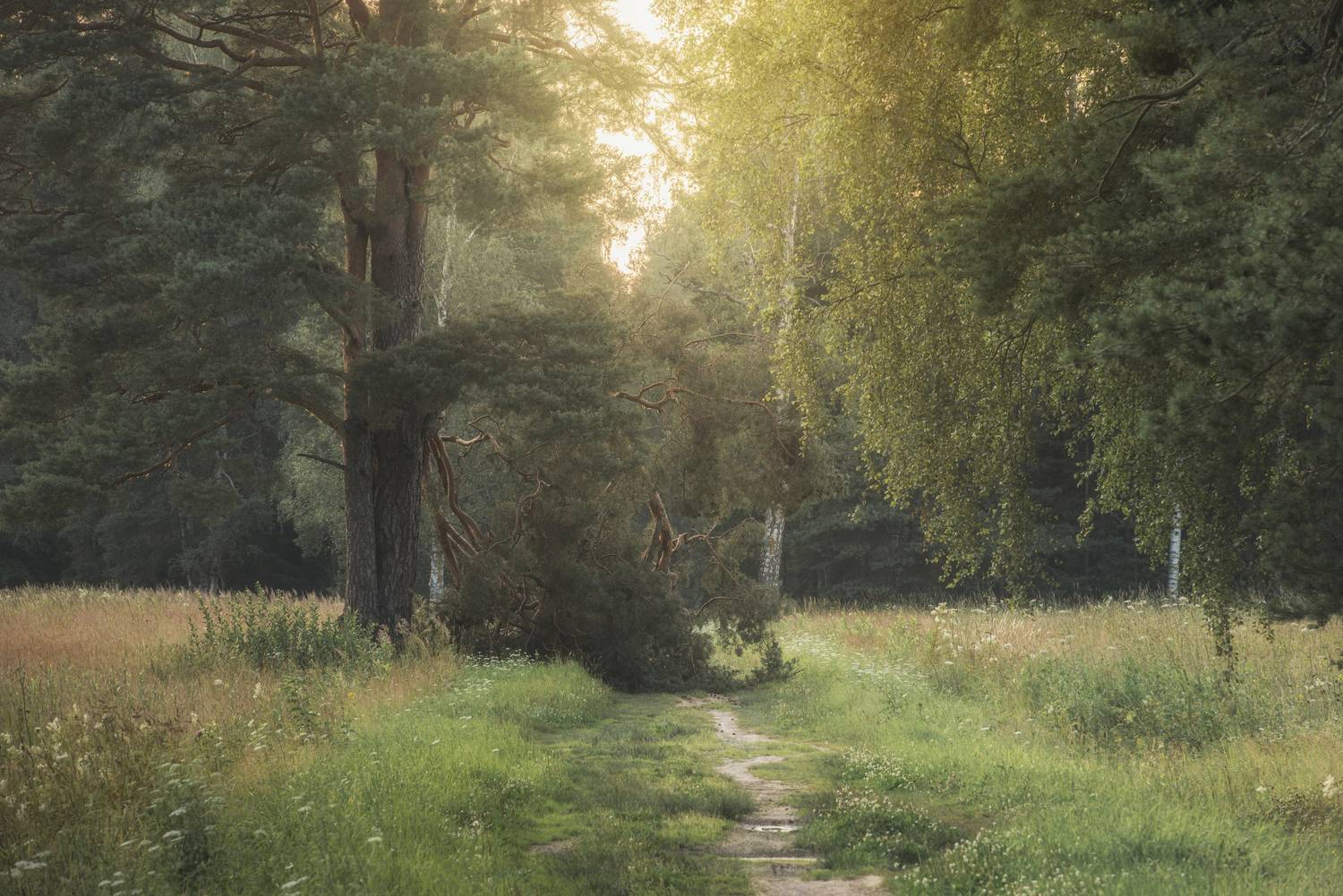 , Максим Вышарь