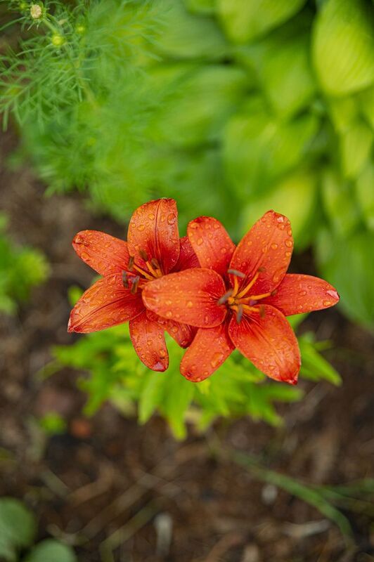 Цветы фото превью