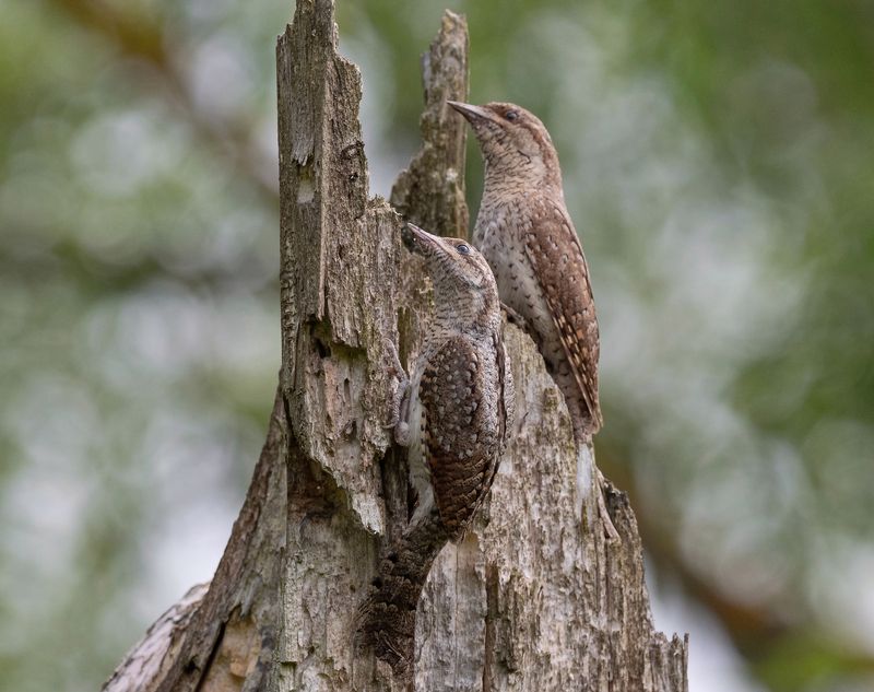 вертишейка, птицы, весна, лето, фотоохота, природа Покорители вершин фото превью