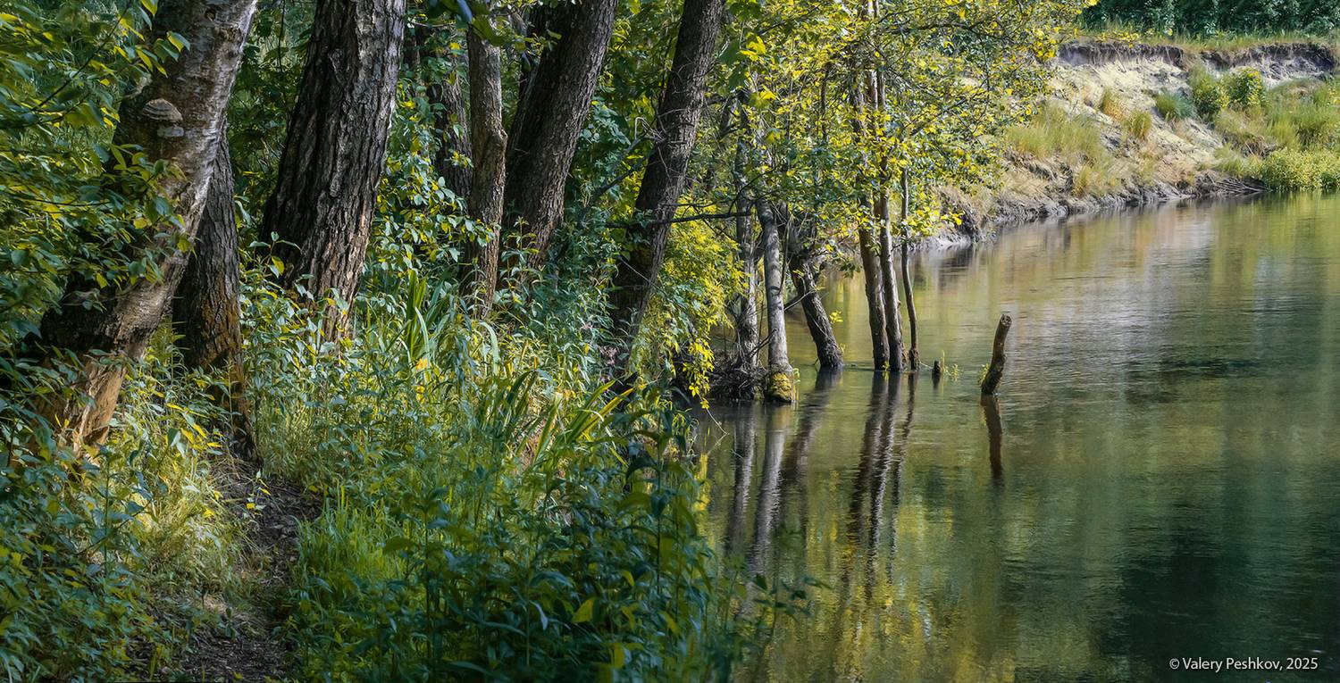 лесная река, лето, мещёра, рязанская область, Пешков Валерий
