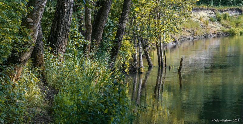 лесная река, лето, мещёра, рязанская область У лесной реки фото превью