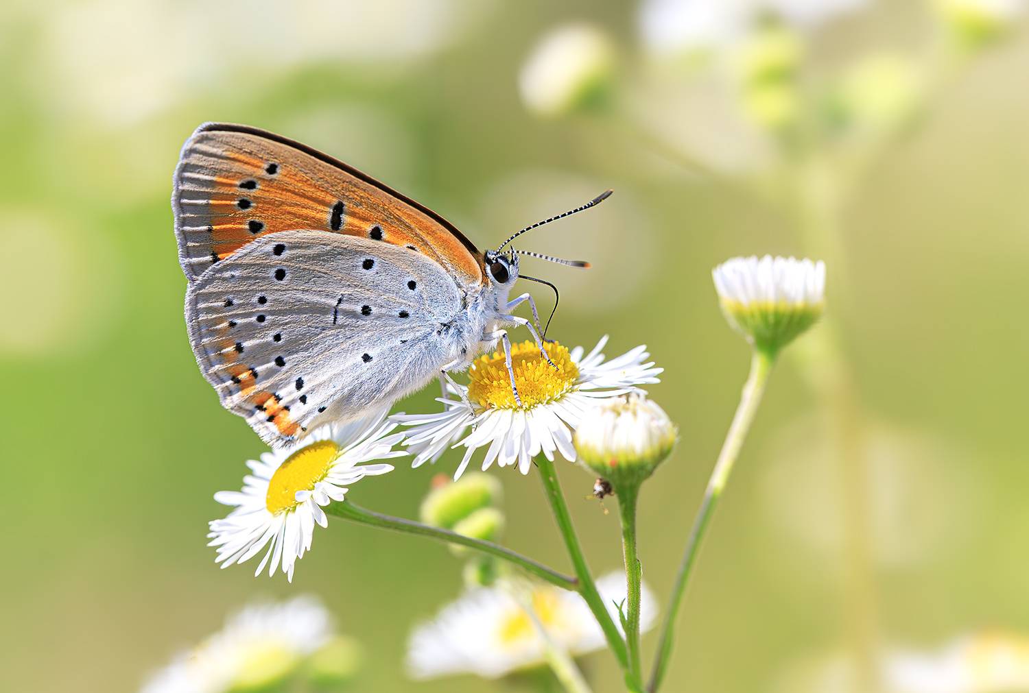насекомые, бабочка, голубянка, червонец, непарный,  лето, июль, Борис Новиков