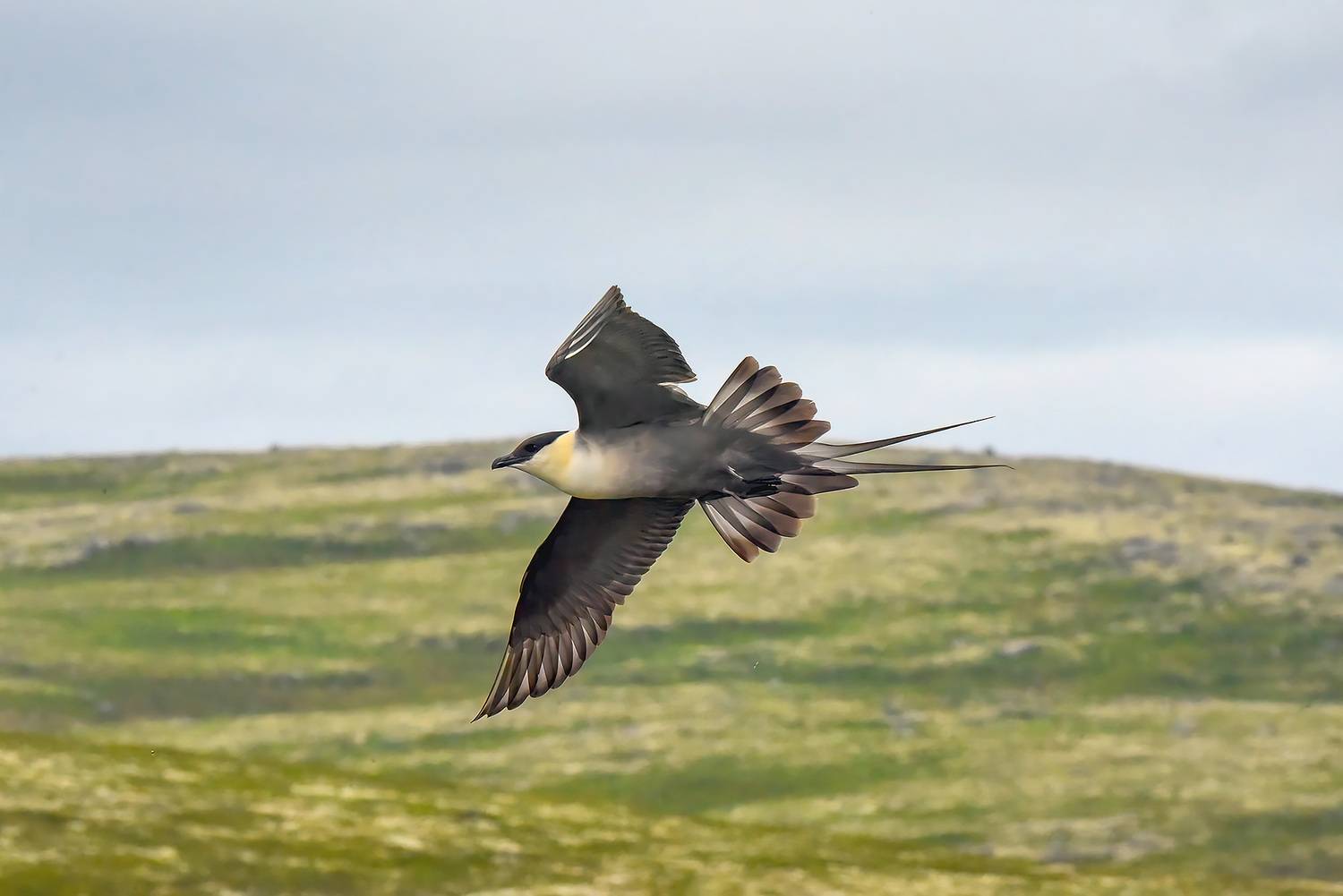 , Бухвалова Анастасия