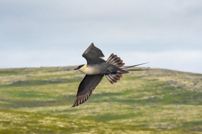 Гроза тундры фото превью