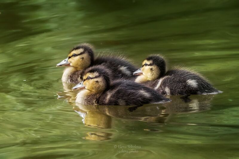 птенцы, кряква, утка, пруд Птенцы кряквы фото превью