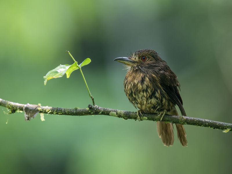 White-whiskered Puffbird фото превью