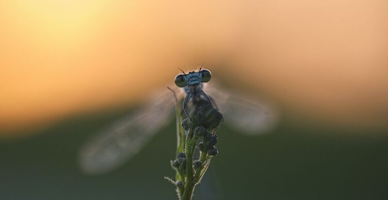 at sunset фото превью