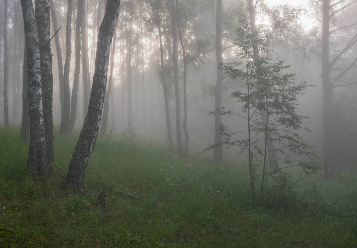 лес, туман , лето, Свистков Александр