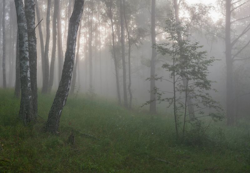 лес, туман , лето  фото превью
