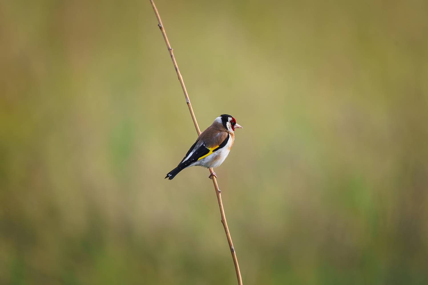 , Корнеев Алексей