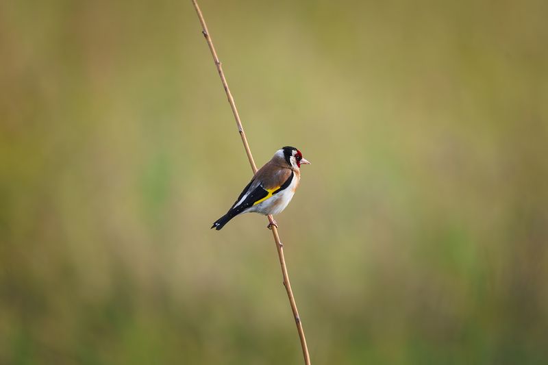 Щегол фото превью