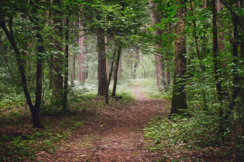 В летнем лесу фото превью