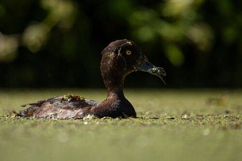 Хохлатая чернеть