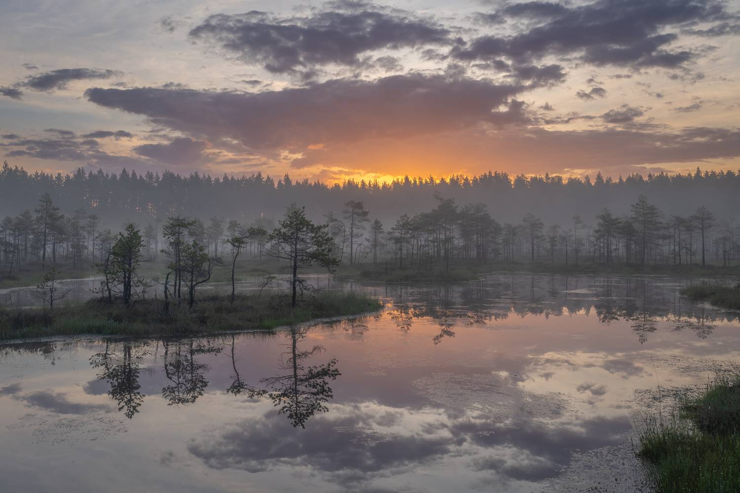 болота ленинградской области, рассвет, пейзаж, Mikhail Ioannisian