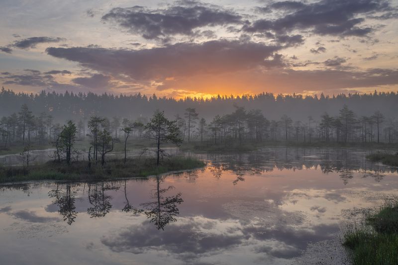 болота ленинградской области, рассвет, пейзаж Туманный рассвет фото превью
