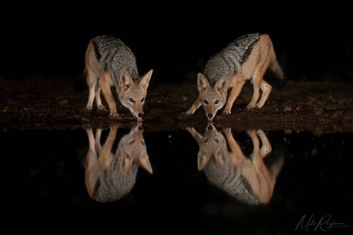 Hyenas and Black-backed jackals