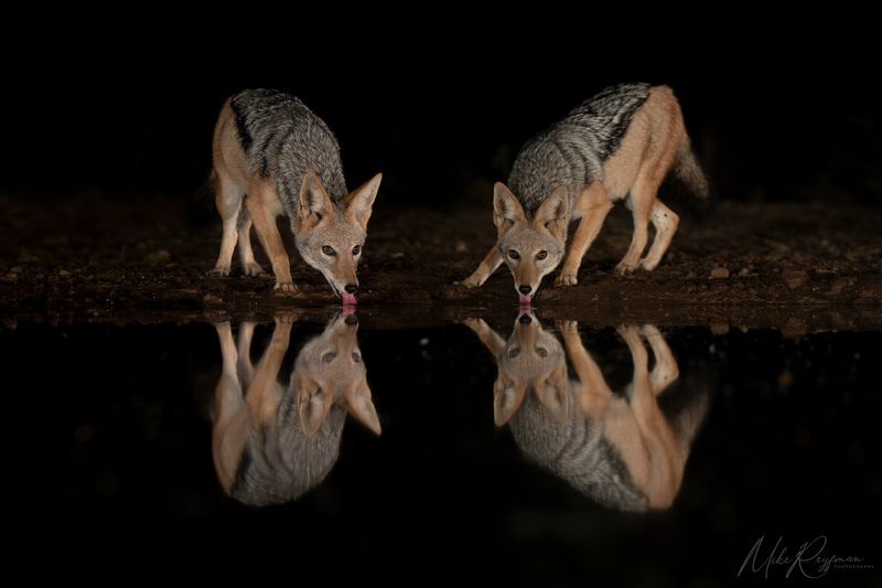 worldphototravels, mikereyfman, wildlife-photography, nature-photography, photo-workshop Hyenas and Black-backed jackals фото превью