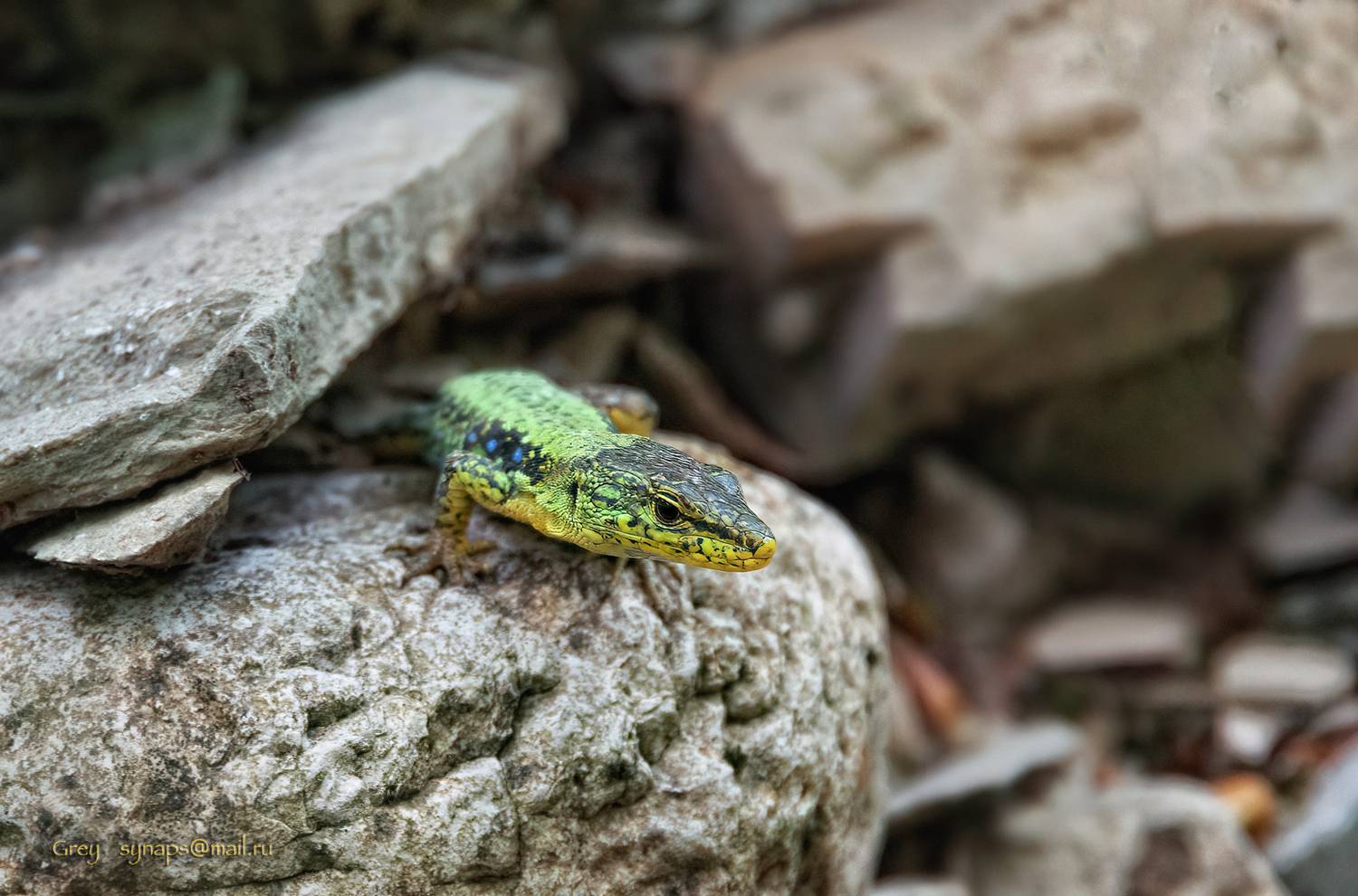 ящерица макро камни, Сергей Павлов