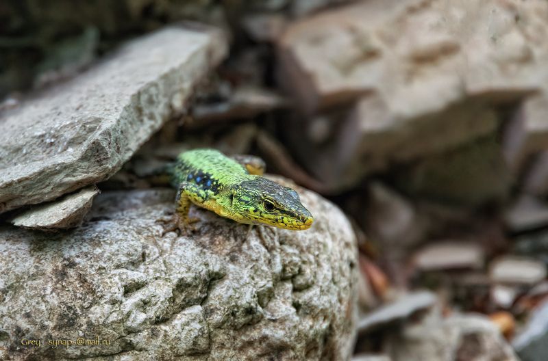 ящерица макро камни Охотник фото превью