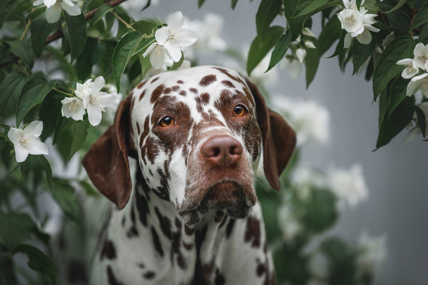 , Яна Нарбутович