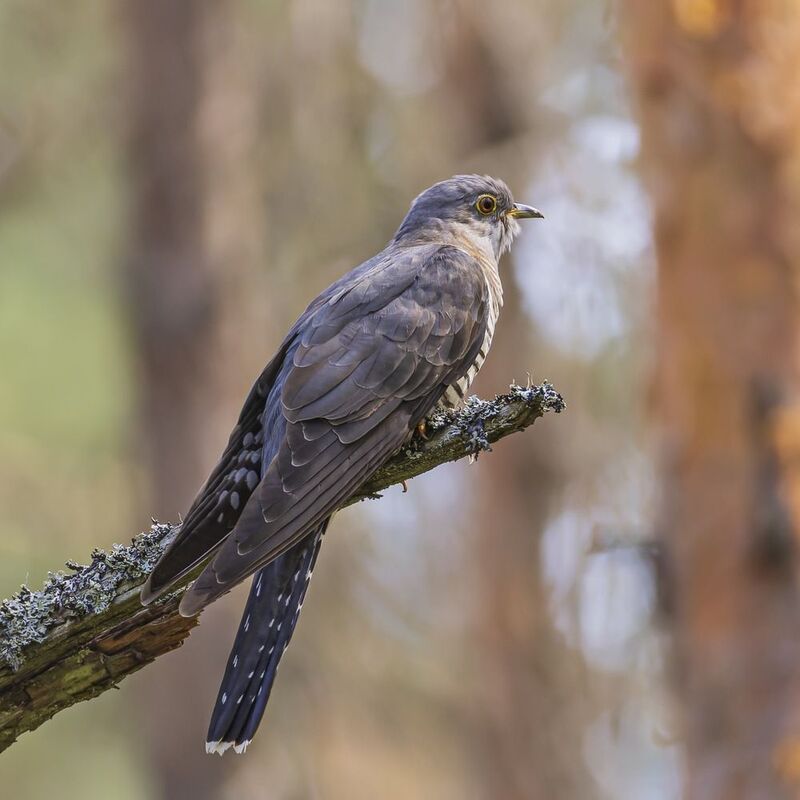 кукушка, птицы Кукушка фото превью