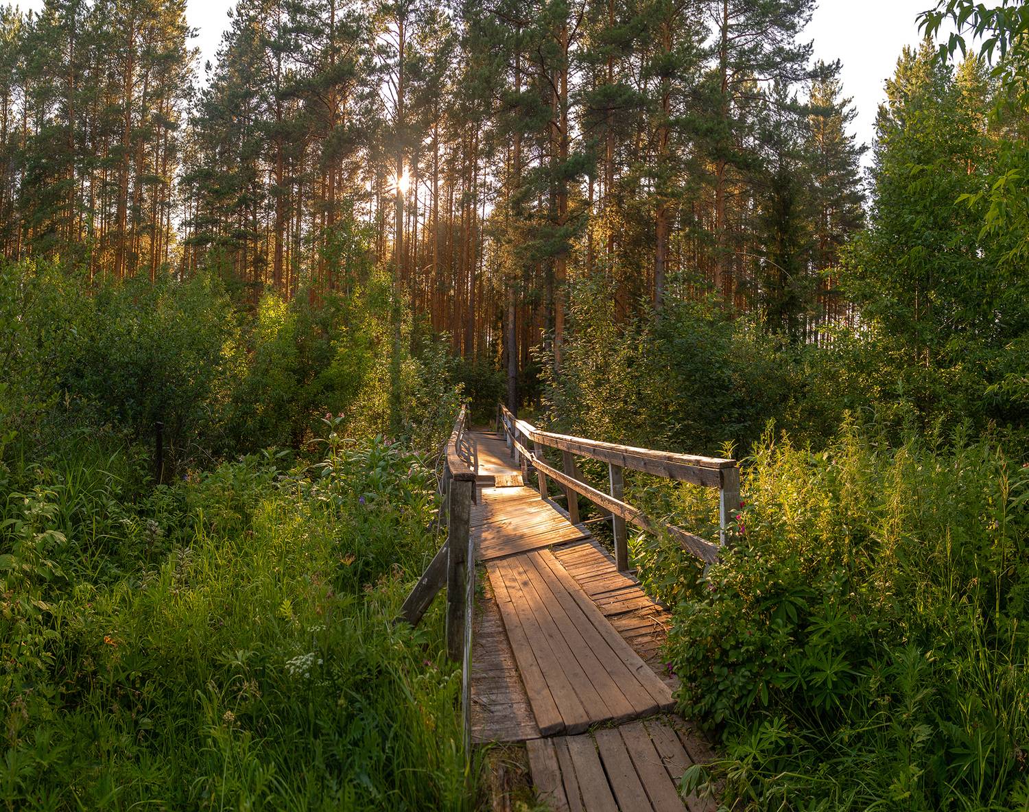 лес, мост, трава, закат, вечер, Анкудинов Леонид