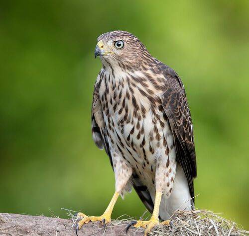 Juvenile. Sharp-shinned Hawk - Молодой Полосатый ястреб