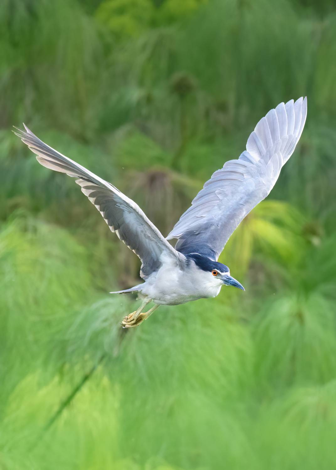 , Maikel Valle Clara