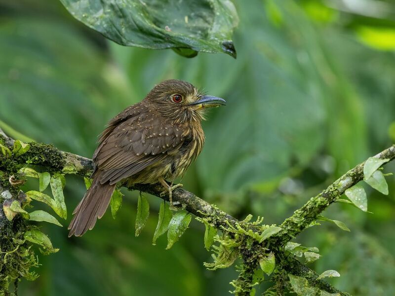 White-whiskered Puffbird фото превью