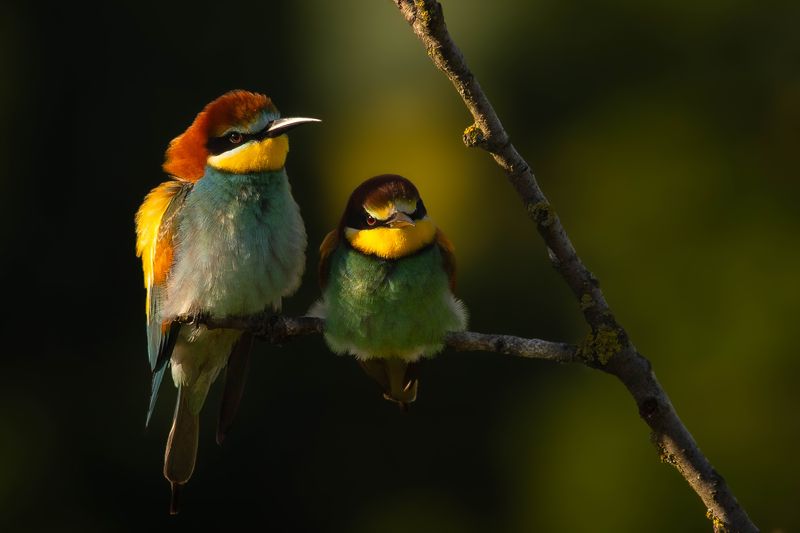 Včelař фото превью