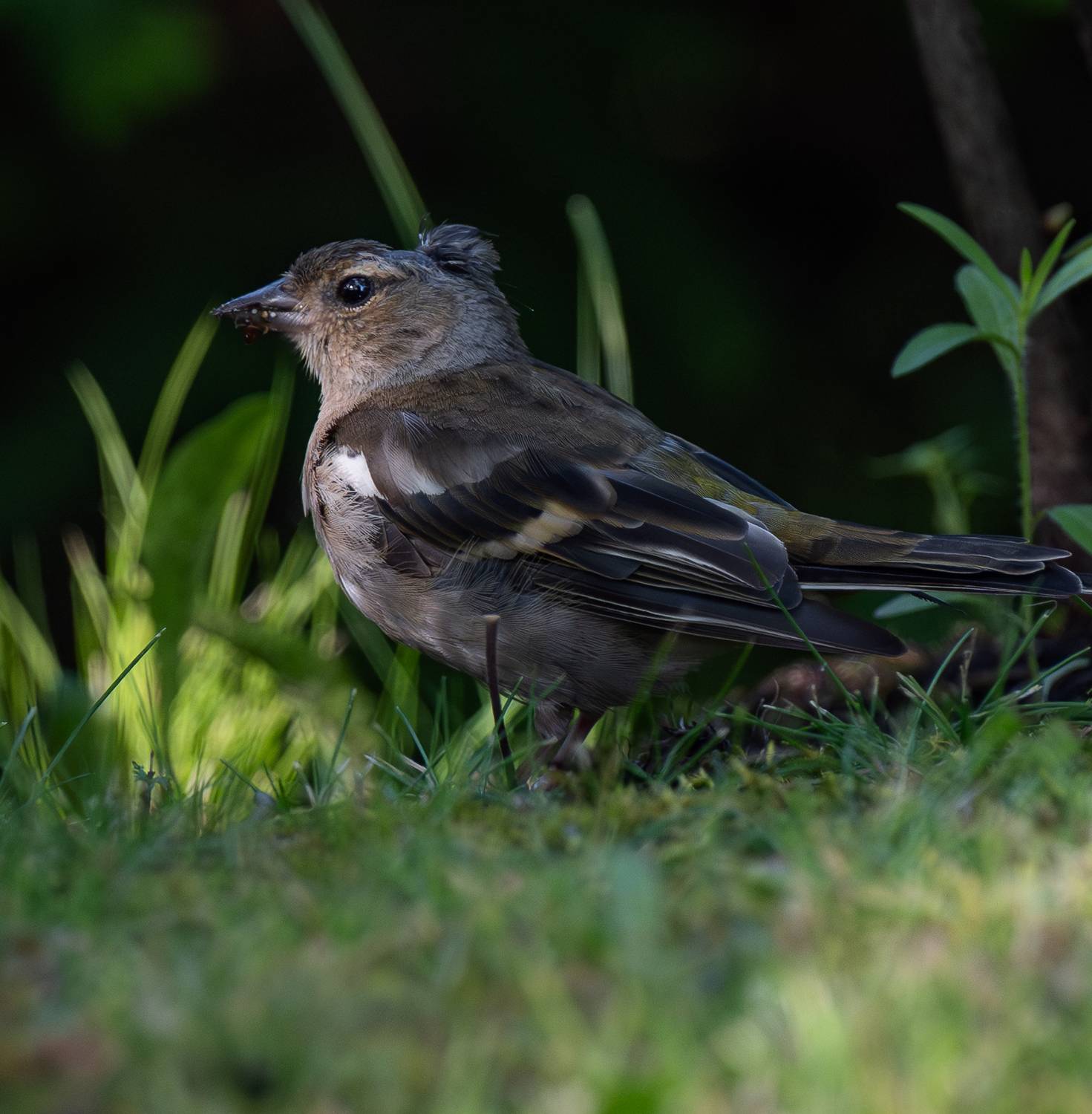, Курлянцев Алексей