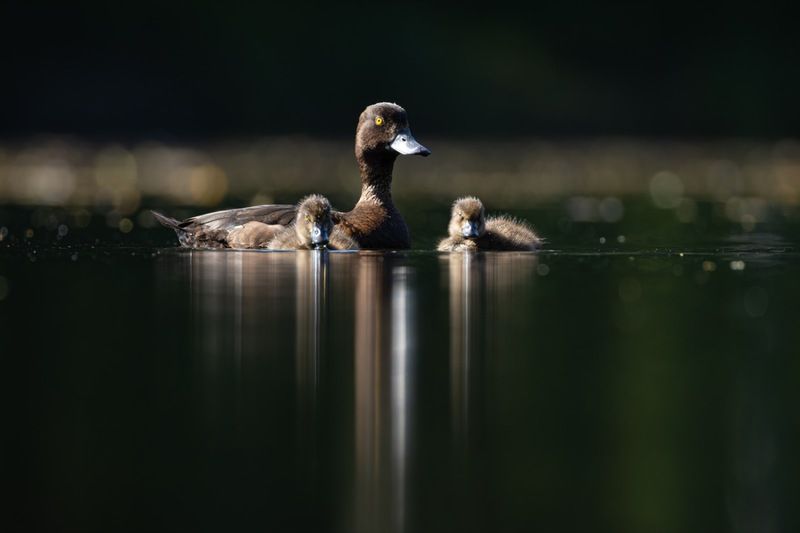 хохлатая чернеть, утка, нырок, птицы, пруд, контражур, утенок Семья фото превью