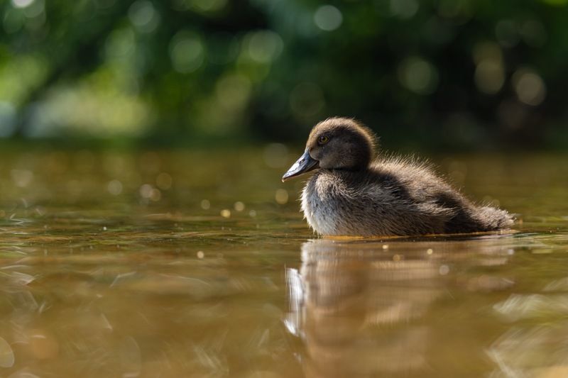 хохлатая чернеть, утка, нырок, птицы, пруд, утенок Зайчики фото превью