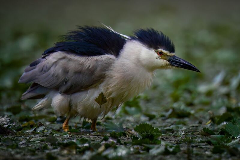 wildlife Листик фото превью