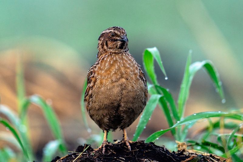 Перепел Перепел. Важный такой. фото превью
