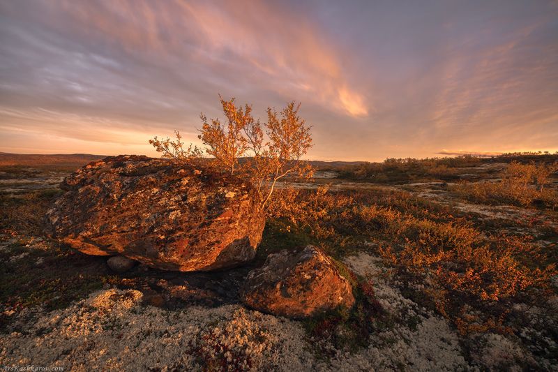 тундра, кольский, мурманская область, териберка, осень в тундре, арктика \