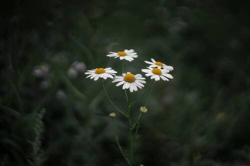 Ромашковое настроение