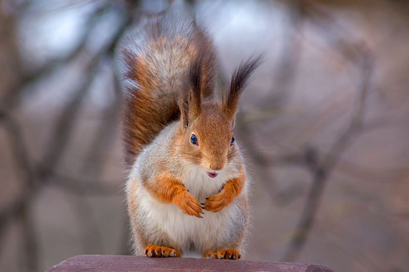 Добродушная белка. фото превью